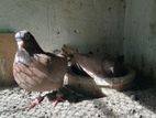 Pigen