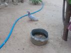 Pigeons