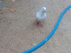 Pigeon