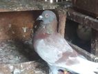 Pigen