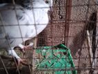 Pigeon