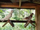 Pigeon