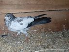 Pigeon