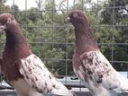 Pigeons