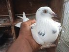 Pigeons
