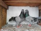 Pigeons