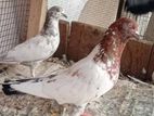 Pigeons
