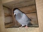 Pigeon