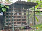 Pigeon Breeding Cage