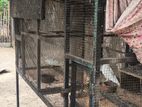 Pigeon Cage