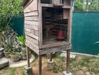 Pigeon Cage