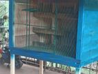 Pigeon Cage