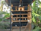 Pigeon Cage