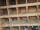 Pigeon Cage