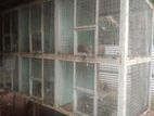 Pigeon Cage