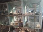 Pigeon Cage