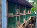 Pigeon Cage