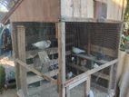Pigeon Cage