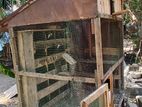 Pigeon Cage