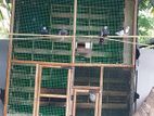 Pigeon Cage