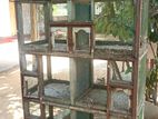 pigeon cage