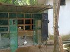 Pigeon Cage