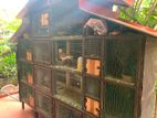 Pigeon Cage