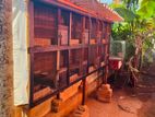 Pigeon Cage