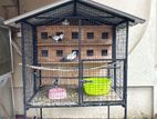 Pigeon Cage