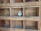Pigeon Cage