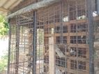 Pigeon Cages