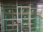 Pigeon Cage