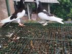 Pigeon Chicks