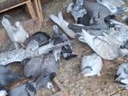Pigeons