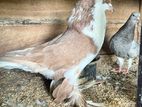 pigeon egyptian