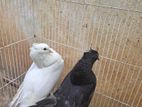Pigeon