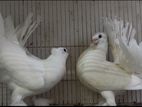 fantail Pigeon