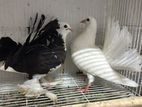 Pigeon (Fantail)