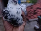 Pigeons