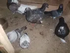 Pigeons