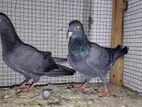 Pigeons