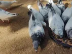 Pigeon