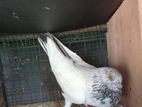 Pigeon