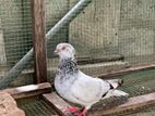 Pigeon