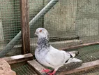 Pigeon