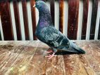 pigeon