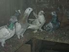 Pigeons