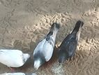 Pigeons