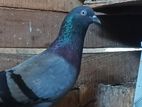 Pigeon