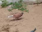 Pigeon